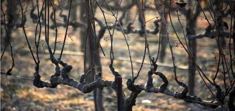 California en crisis ¿chance para el vino de Mendoza?
