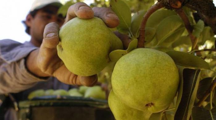 Mendoza ya puede exportar pera y manzana a Brasil