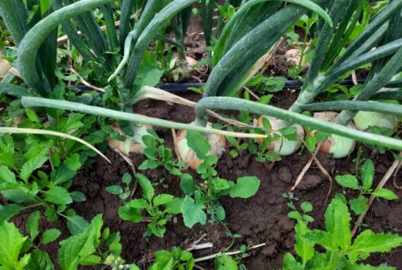 Agro: ofrecen capacitación sobre una normativa clave para acceder a mercados internacionales