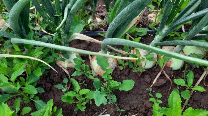 Agro: ofrecen capacitación sobre una normativa clave para acceder a mercados internacionales